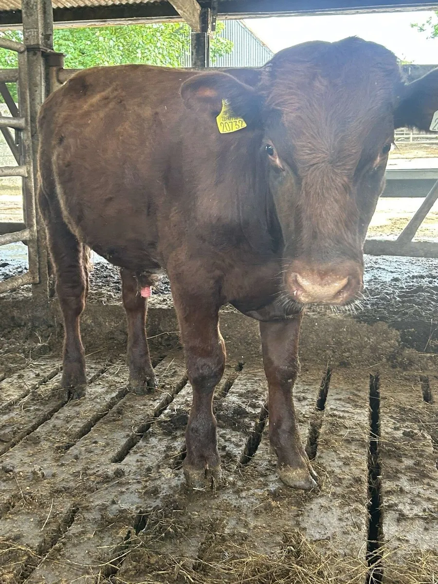 Pbr Shorthorn bull - Image 3