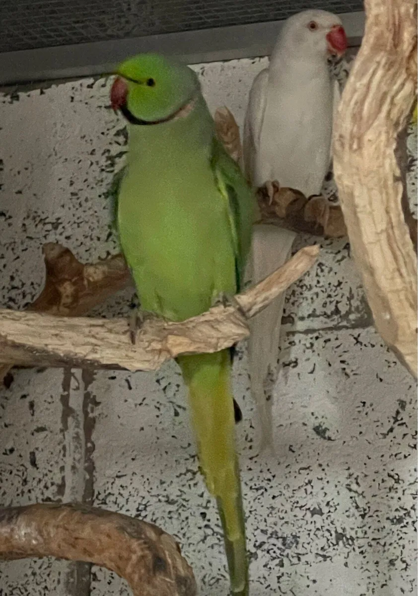 Indian Ringneck - Image 2