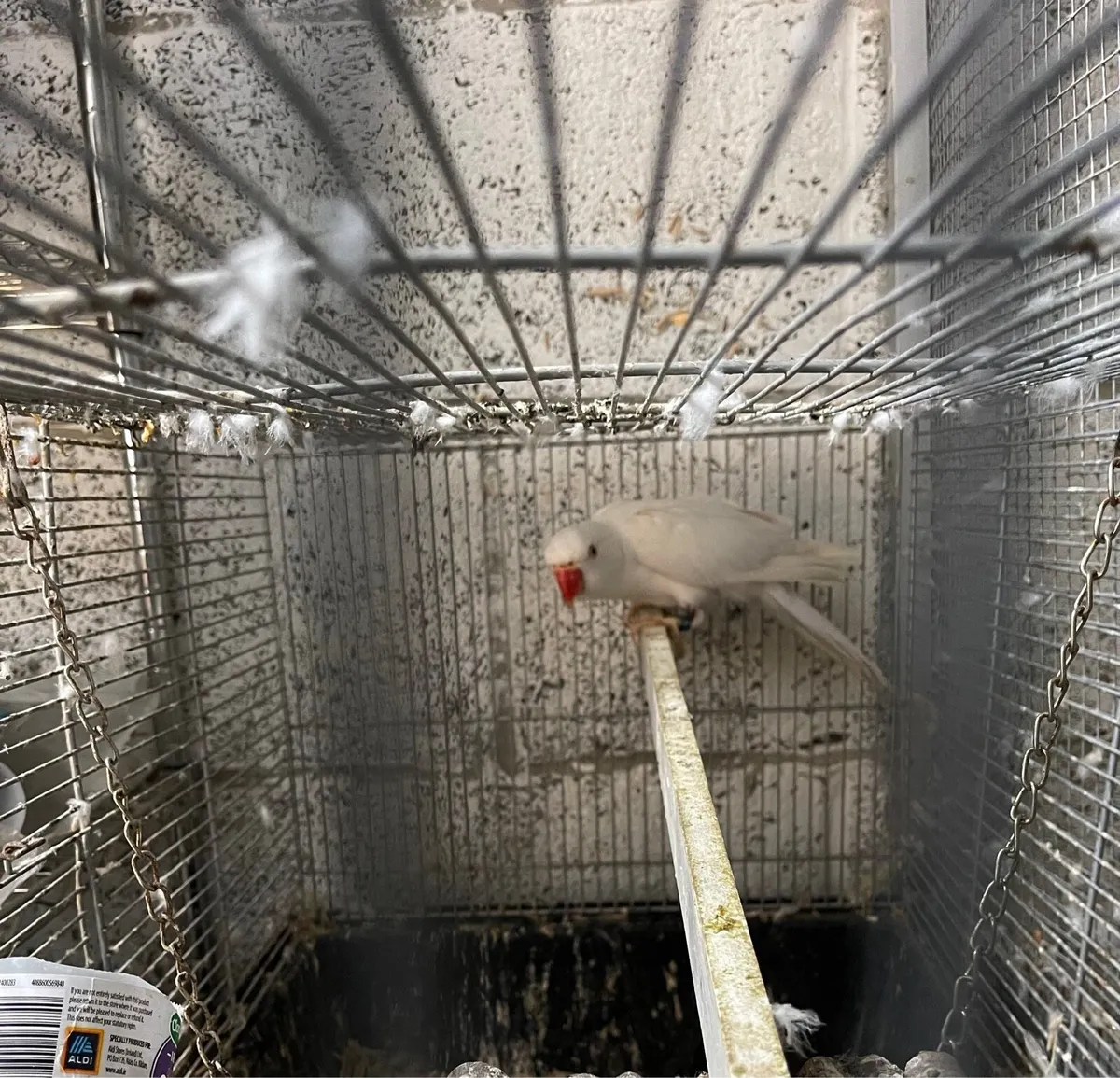 Indian Ringneck - Image 3