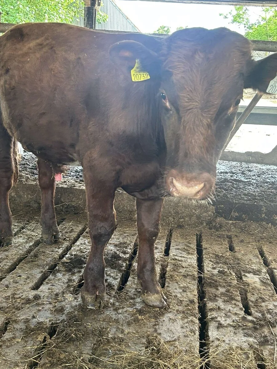 Pb shorthorn bull - Image 1