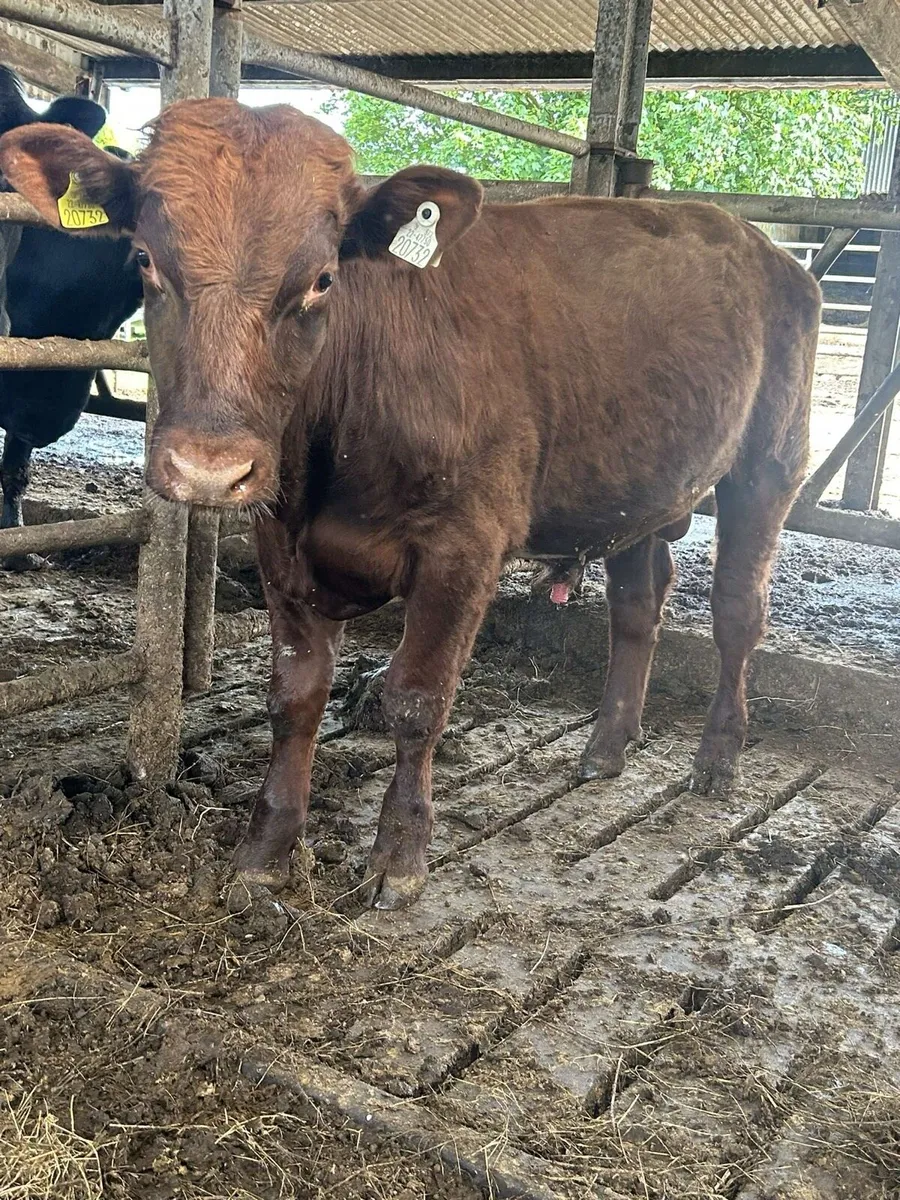 Pb shorthorn bull - Image 2