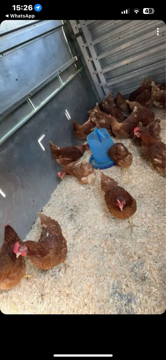 Hens - Image 3