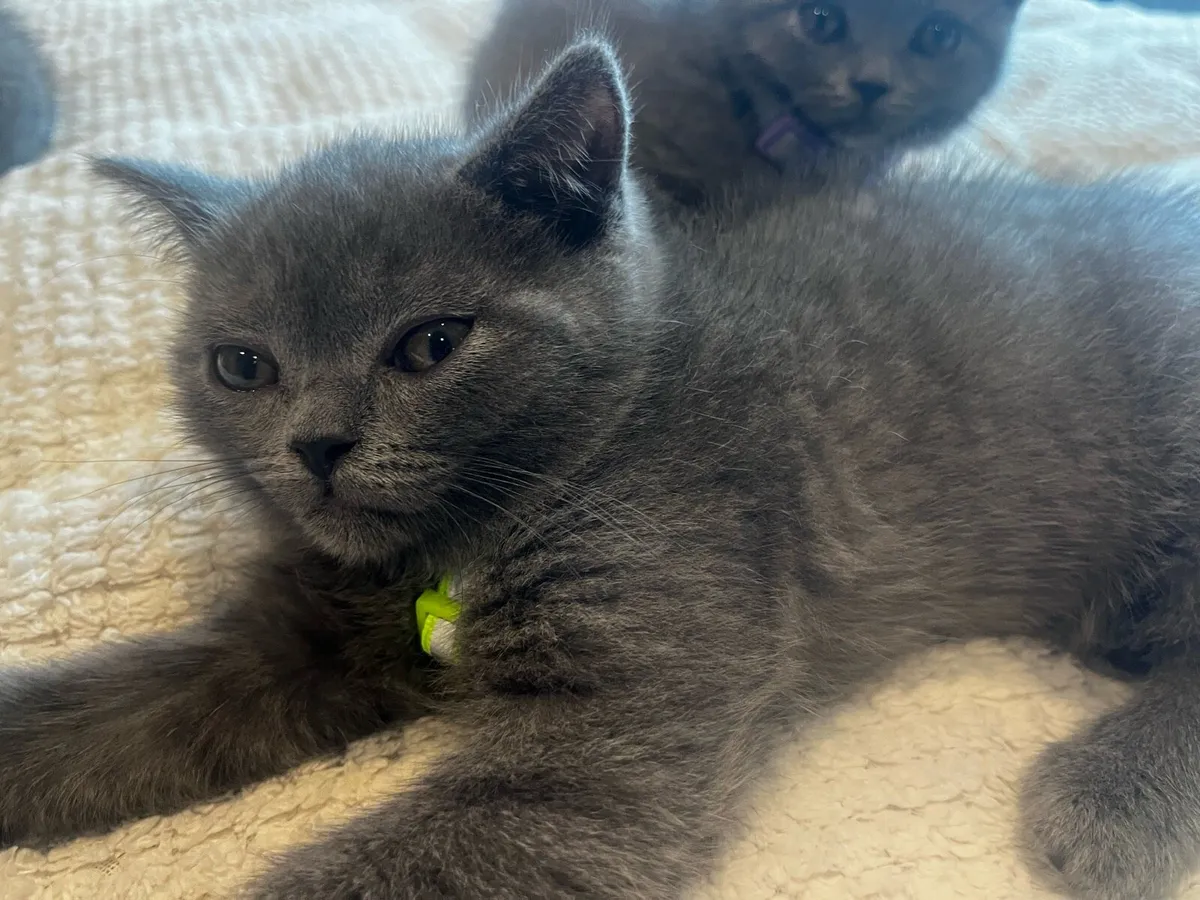 British Shorthair - Image 2