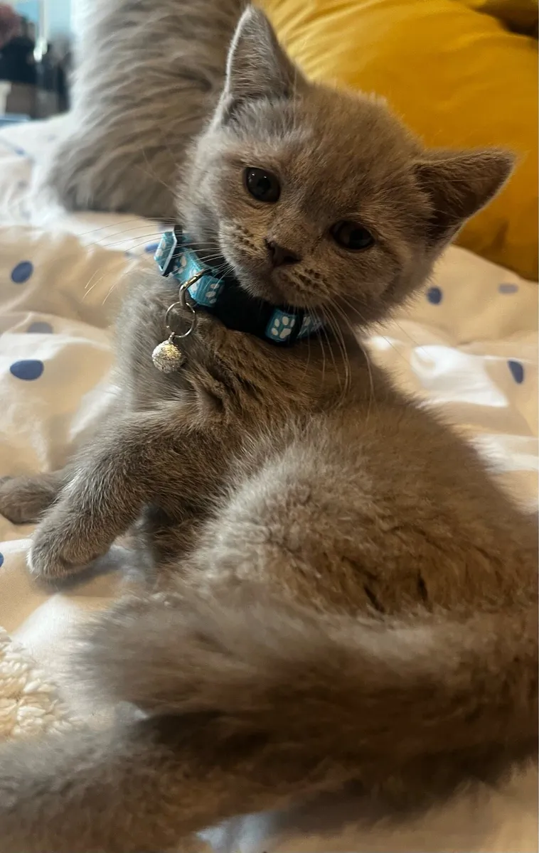 British Shorthair - Image 3
