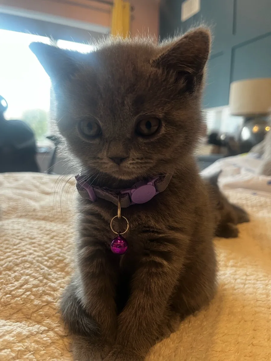 British Shorthair - Image 4