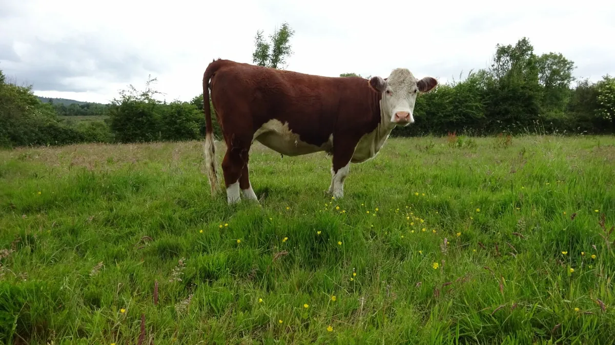 4 Maiden Hereford Pedigree Heifers - Image 2