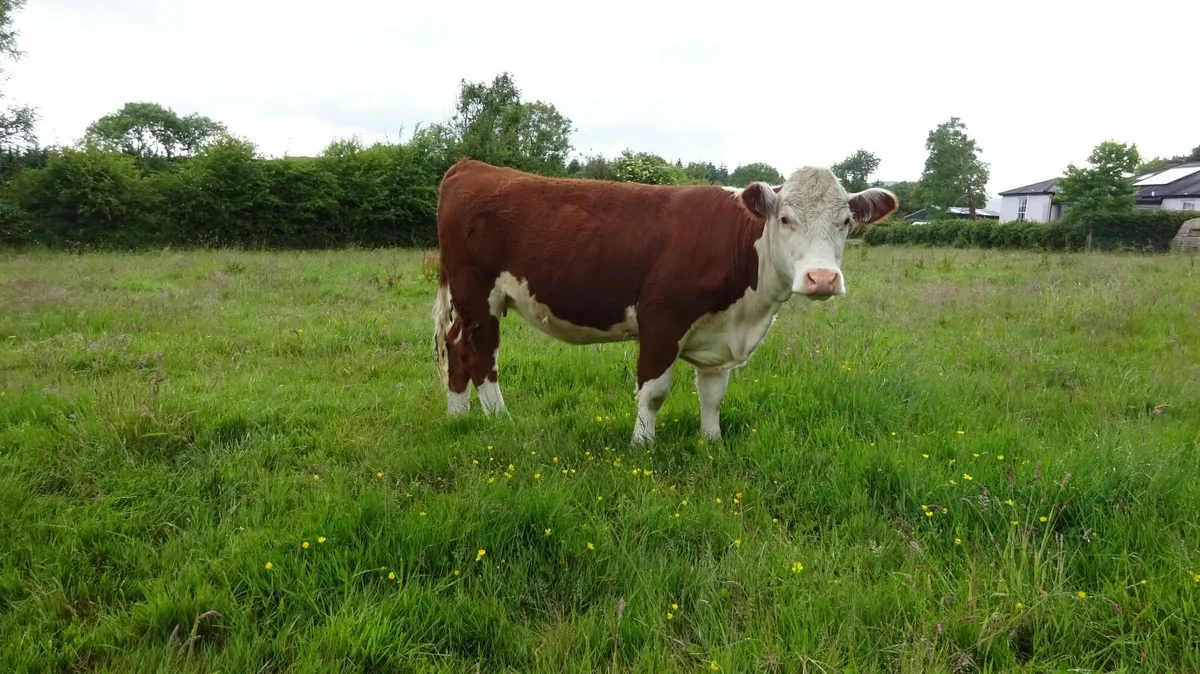 4 Maiden Hereford Pedigree Heifers - Image 3