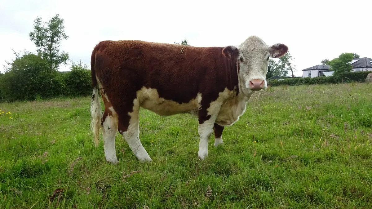 4 Maiden Hereford Pedigree Heifers - Image 1