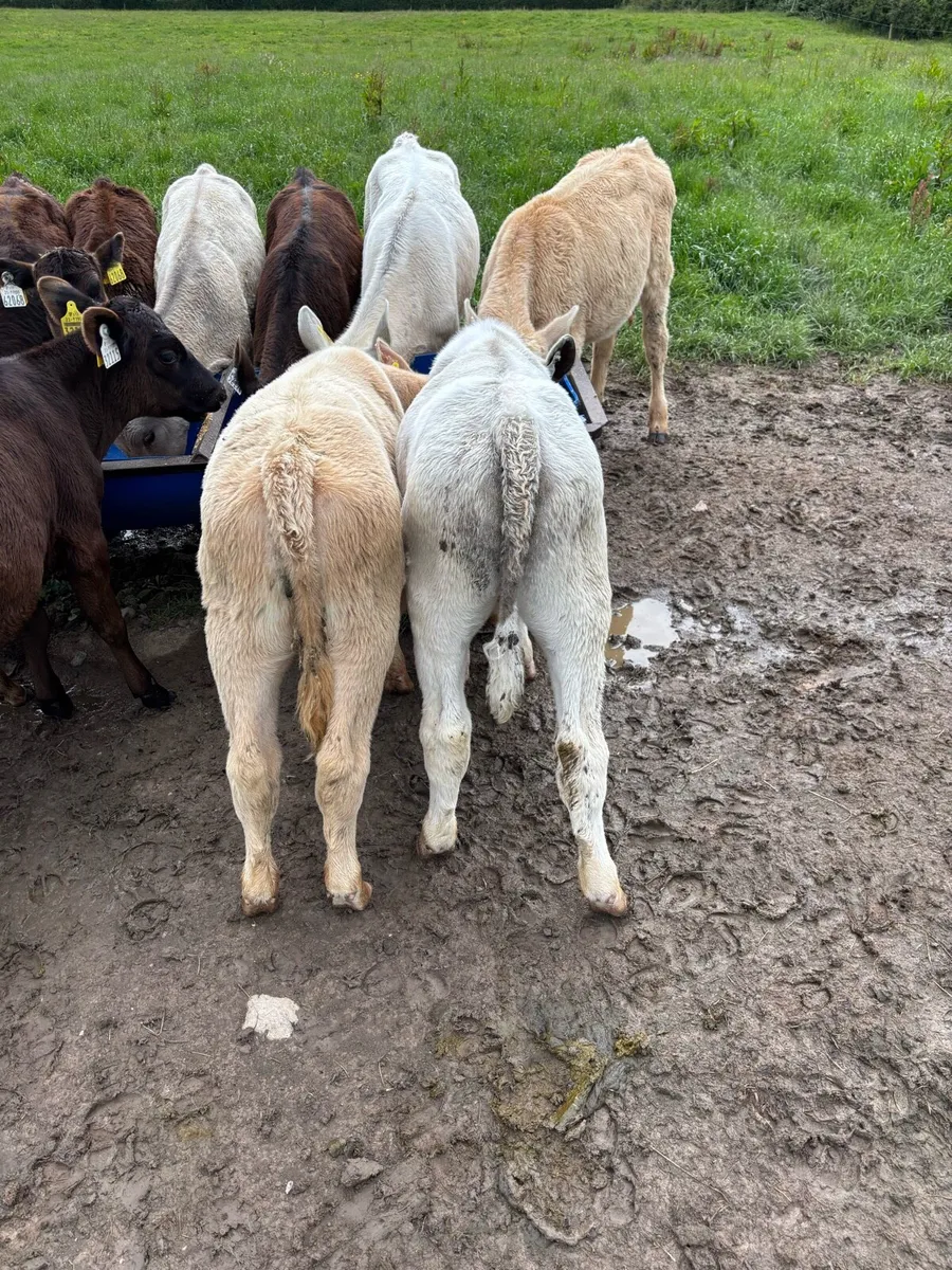4 reared calves for sale - Image 2