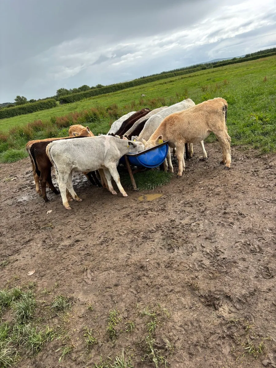 4 reared calves for sale - Image 3