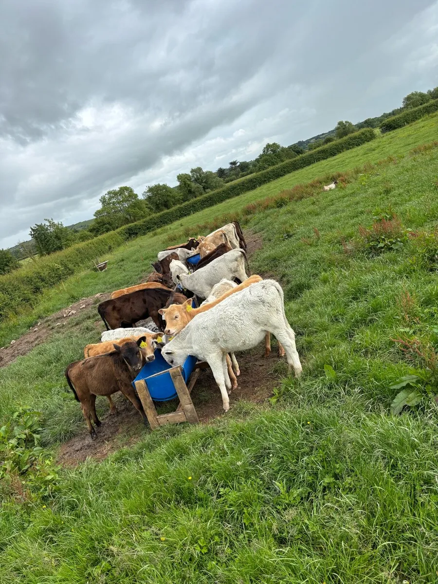 4 reared calves for sale - Image 4