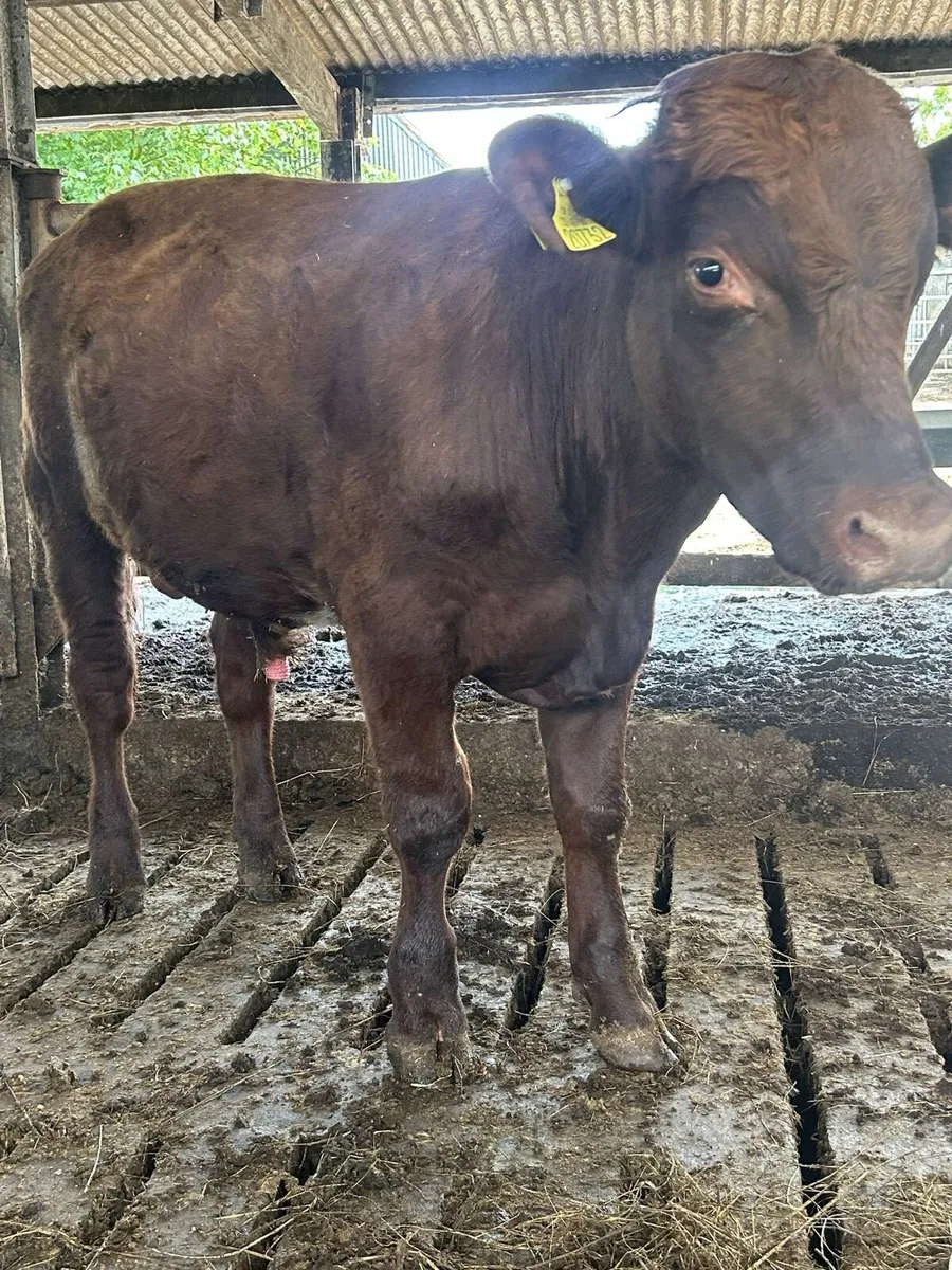 Pbr shorthorn bull - Image 3
