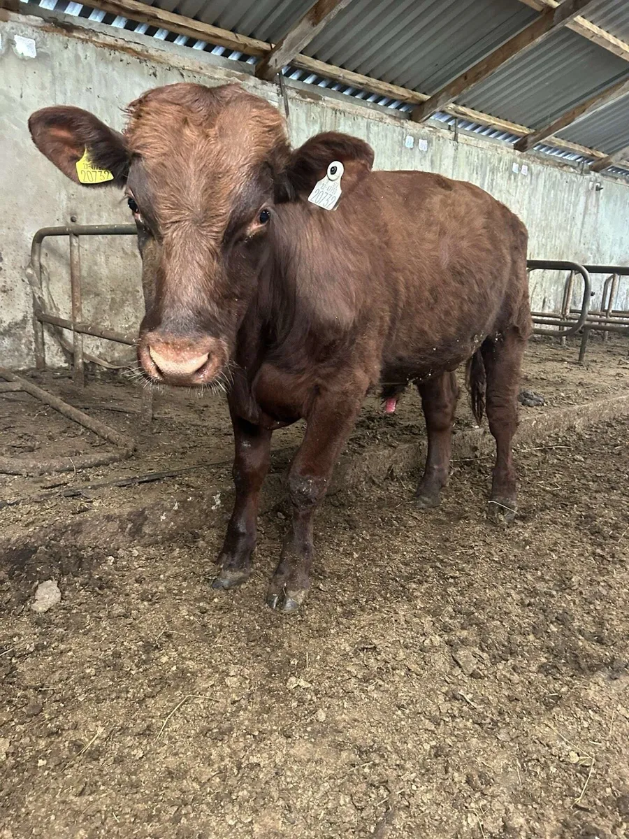 Pbr shorthorn bull - Image 4
