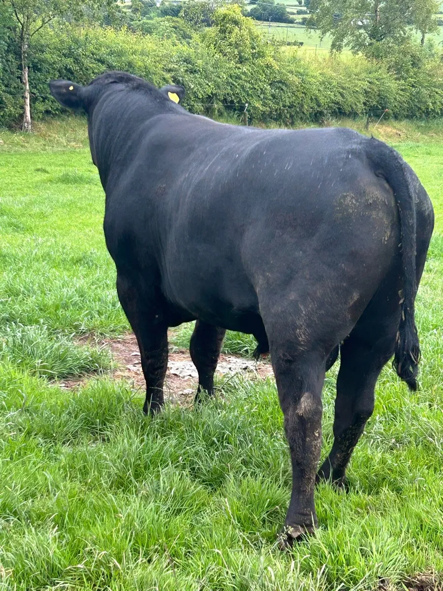 Aa Bull - Image 1