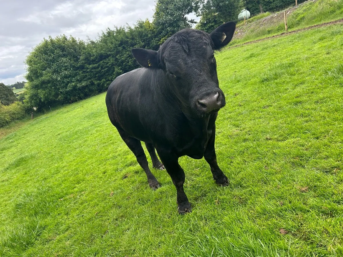 Aa Bull - Image 2