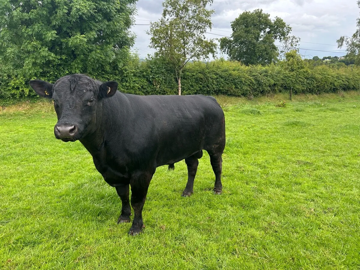 Aa Bull - Image 3