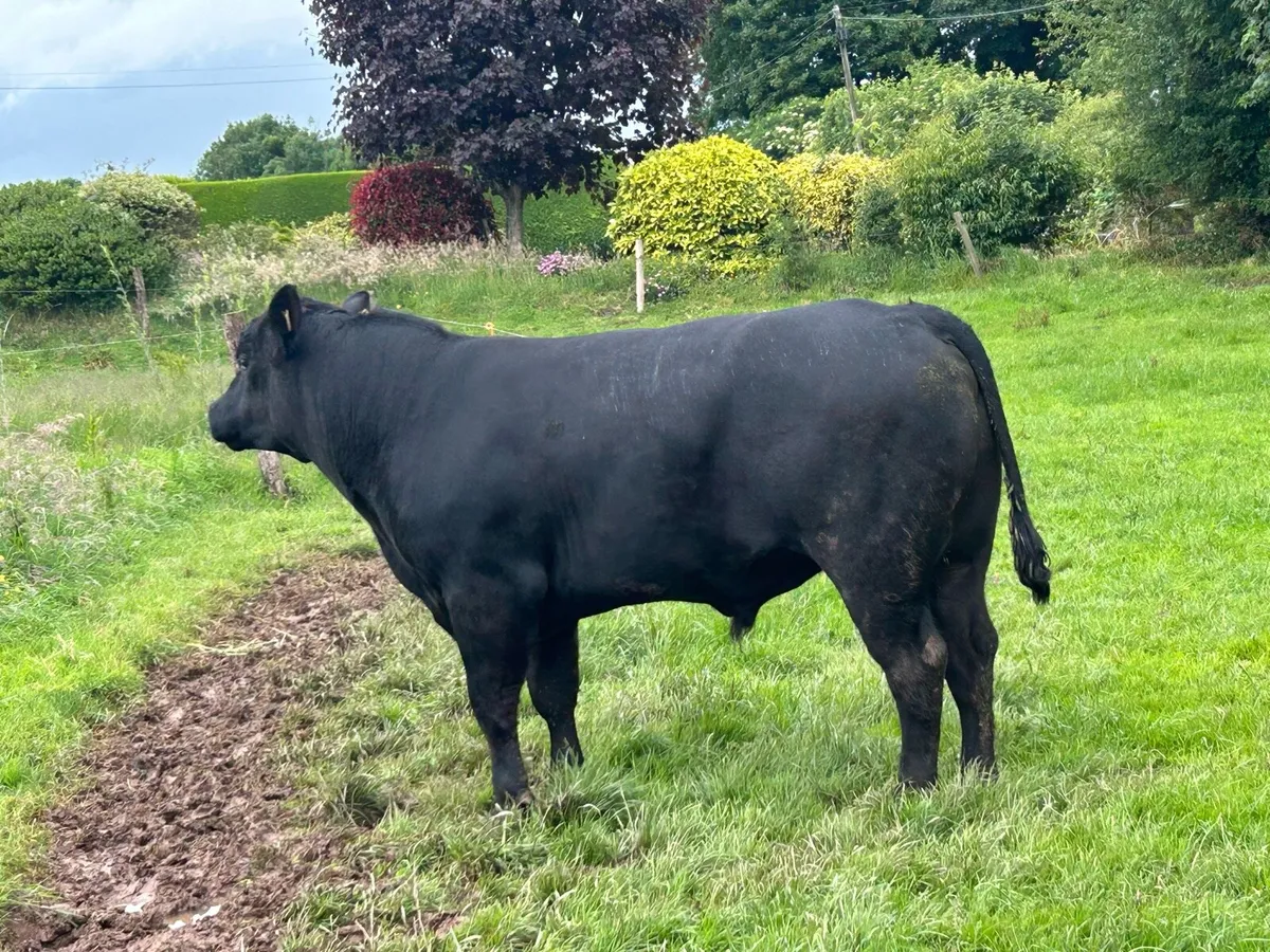 Aa Bull - Image 4