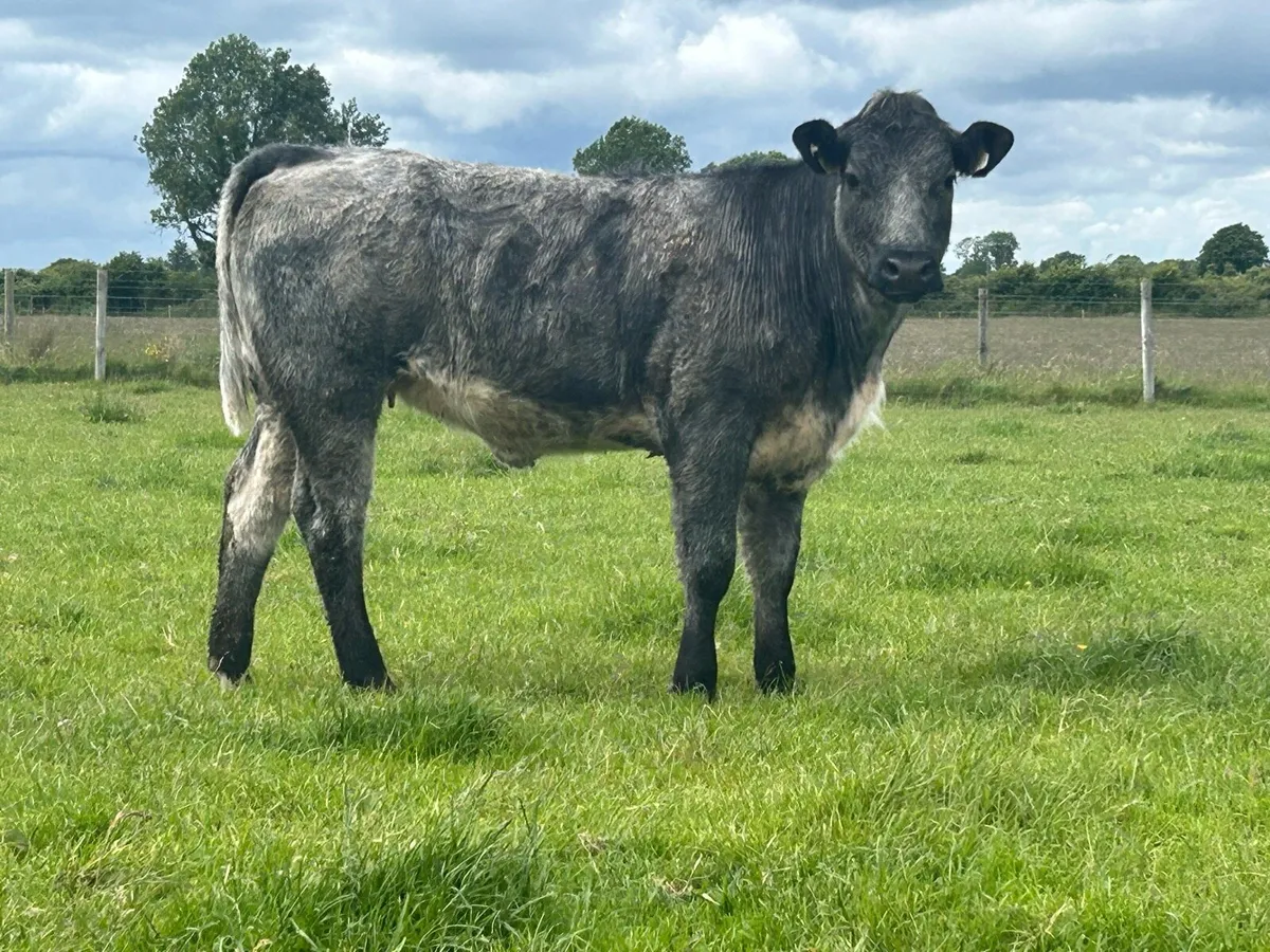5 star genotyped breeding heifer - Image 1
