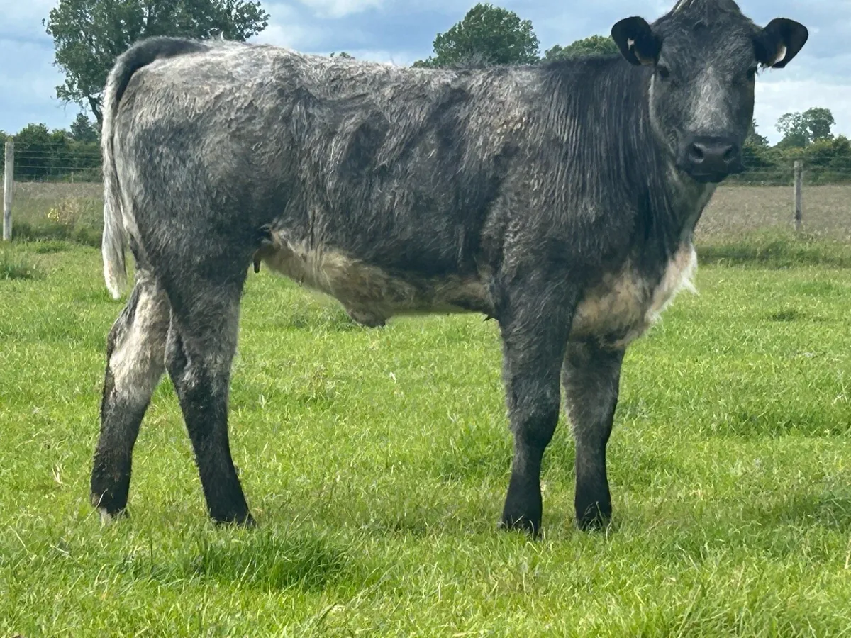 5 star genotyped breeding heifer - Image 2