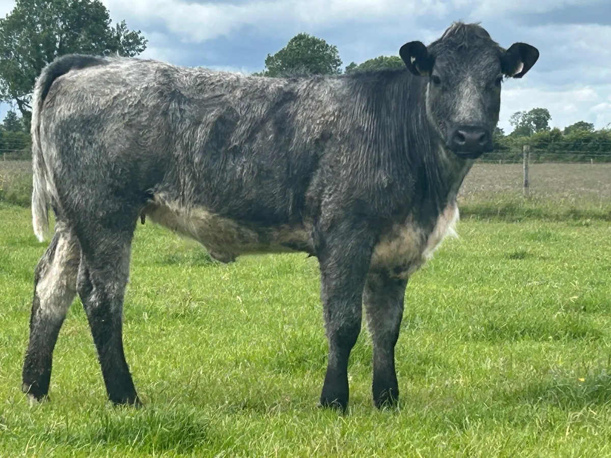 5 star genotyped breeding heifer - Image 3
