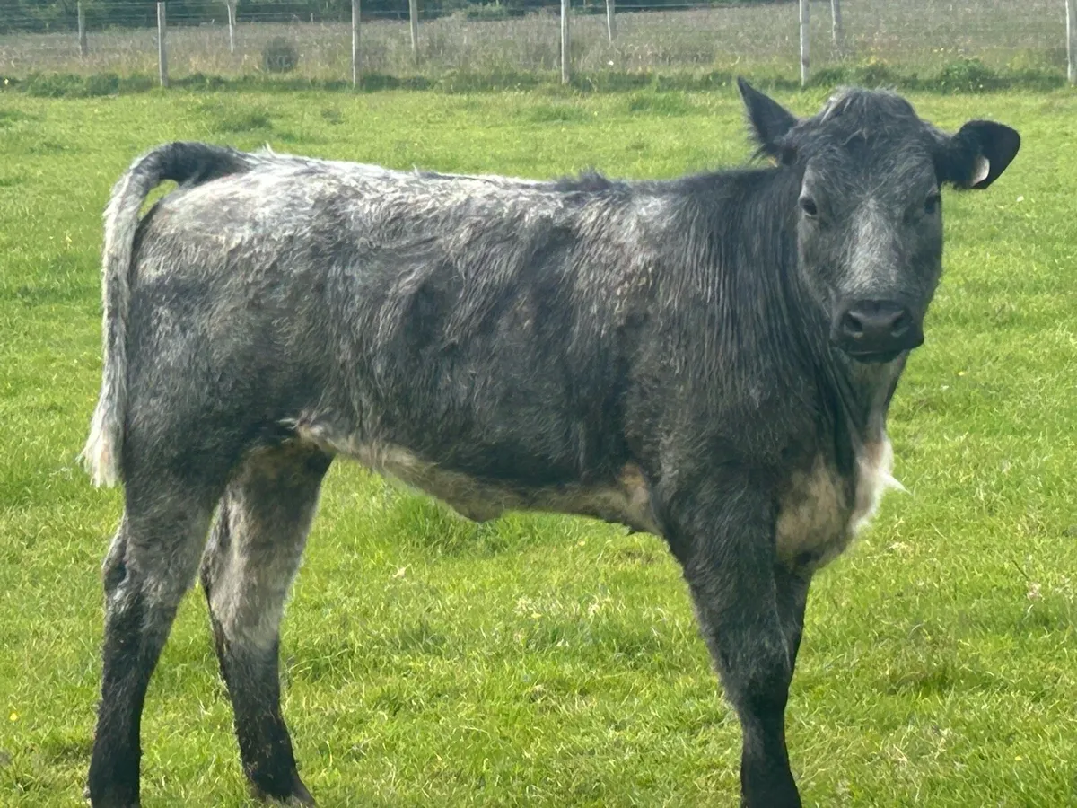 5 star genotyped breeding heifer - Image 4
