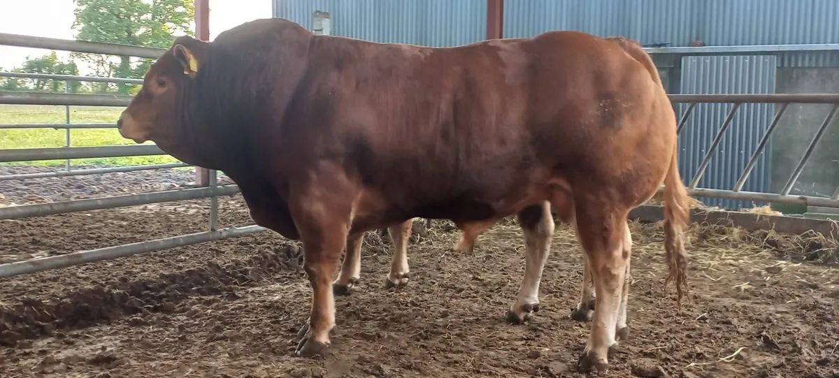 Top Quality PBR Limousin Bull - Image 4