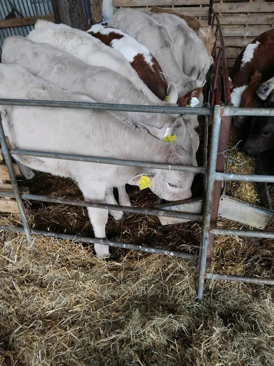 Beef cattle - Image 1