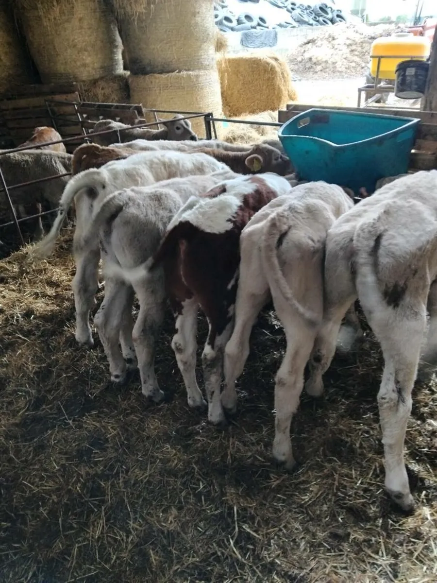 Beef cattle - Image 2