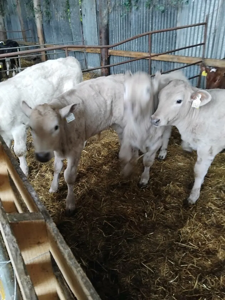 Beef cattle - Image 3