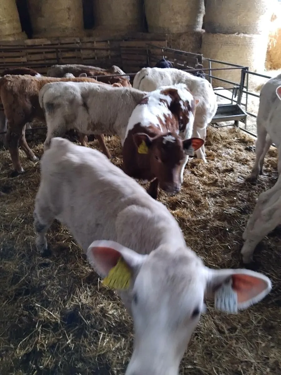 Beef cattle - Image 4