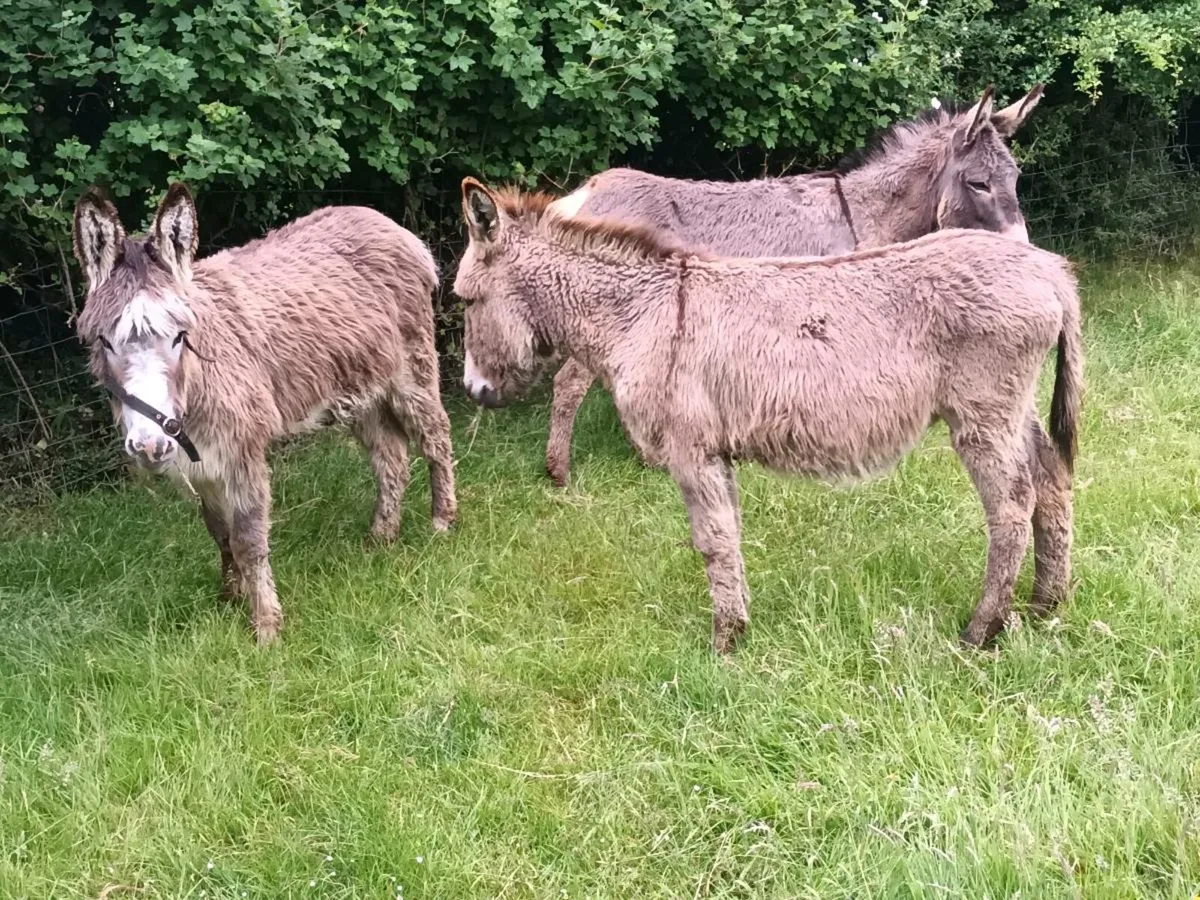 3 Mare Donkeys - Image 2