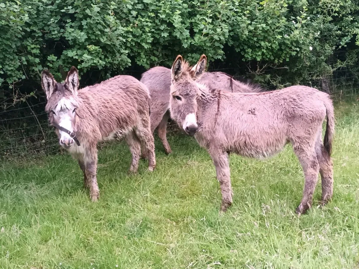 3 Mare Donkeys - Image 3