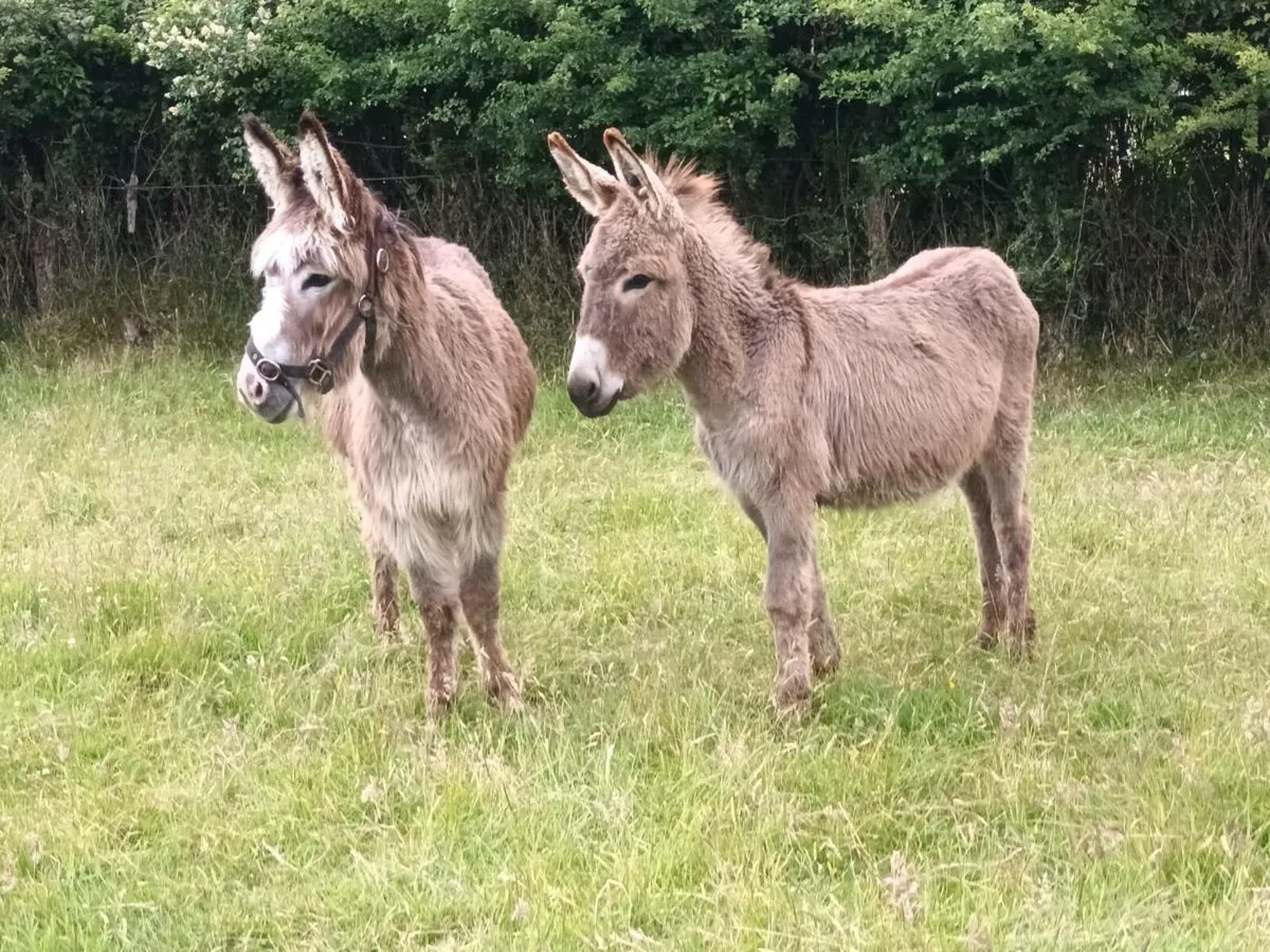 3 Mare Donkeys - Image 4