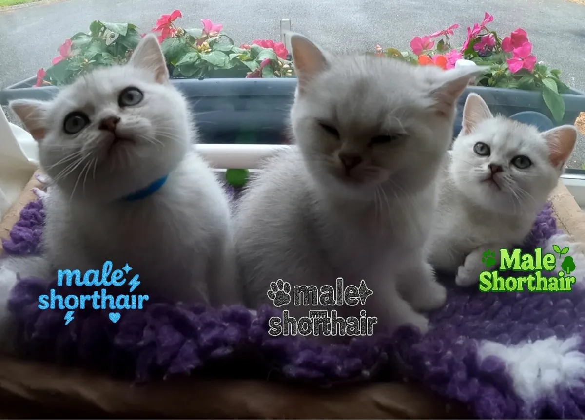 Champion TICA Pedigree BSH Kittens🩷 💙 - Image 1