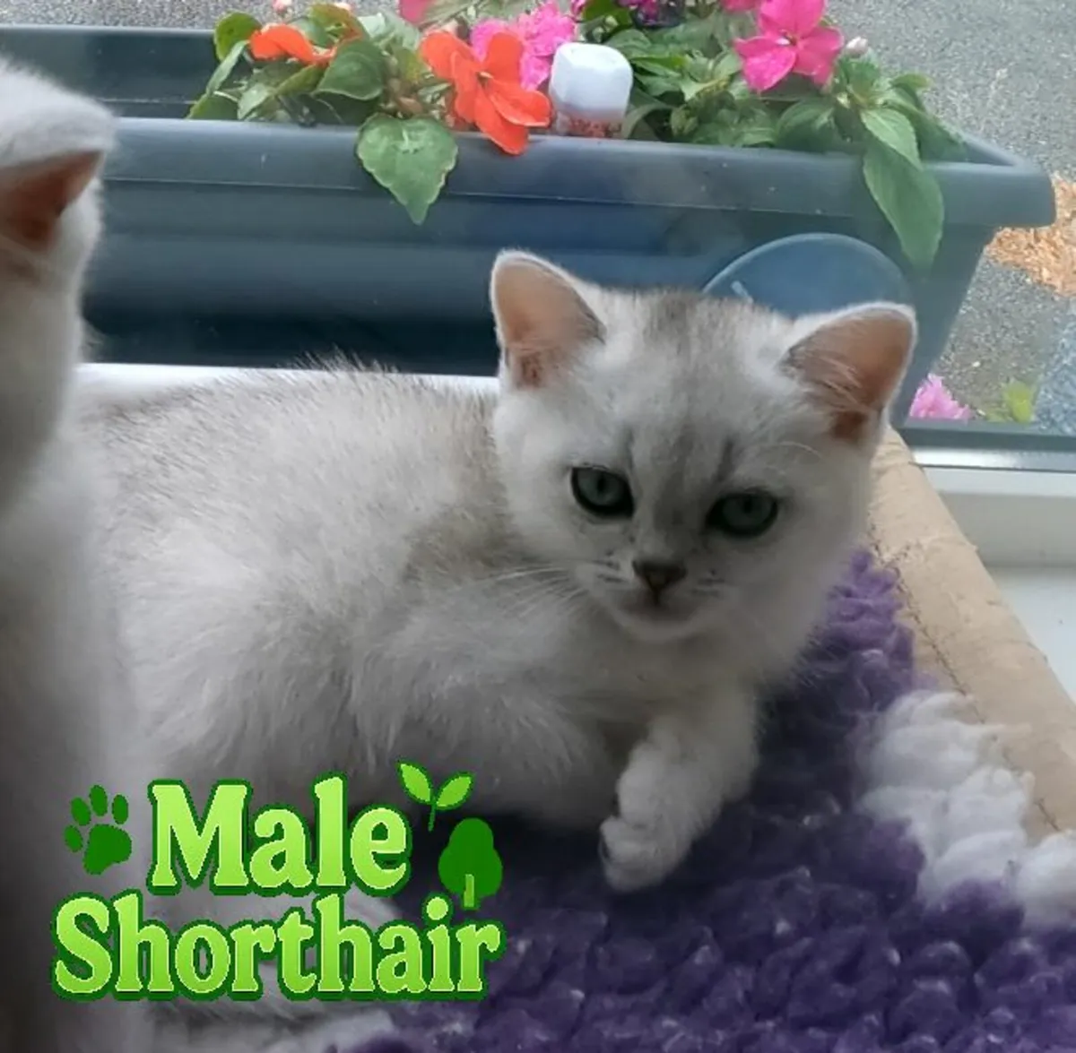 Champion TICA Pedigree BSH Kittens🩷 💙 - Image 3