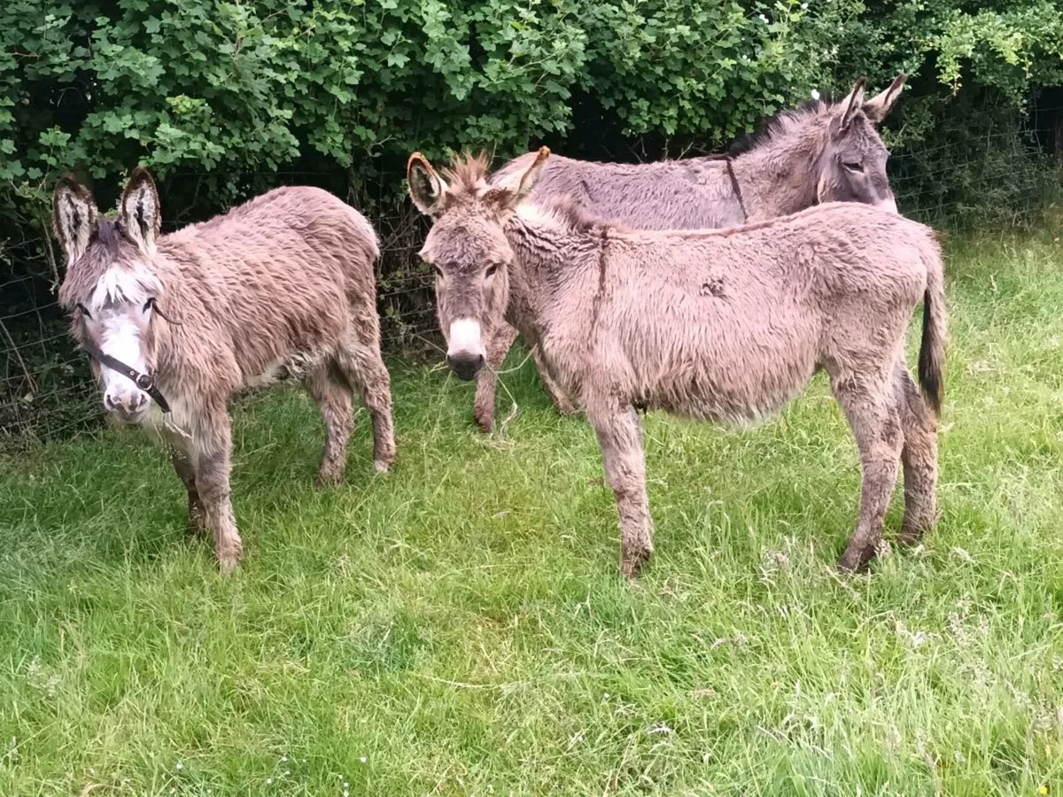 3 Mare Donkeys - Image 1