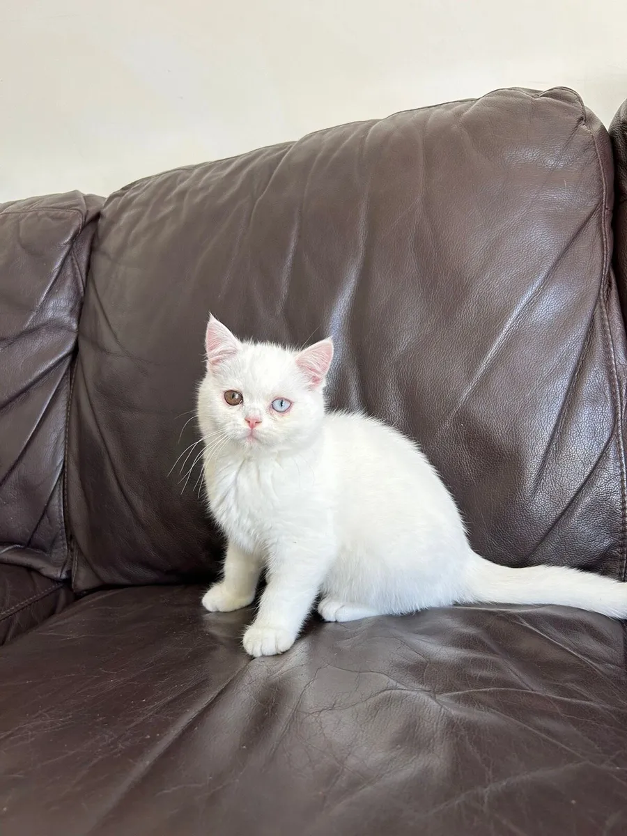 Scottish fold kittens - Image 1