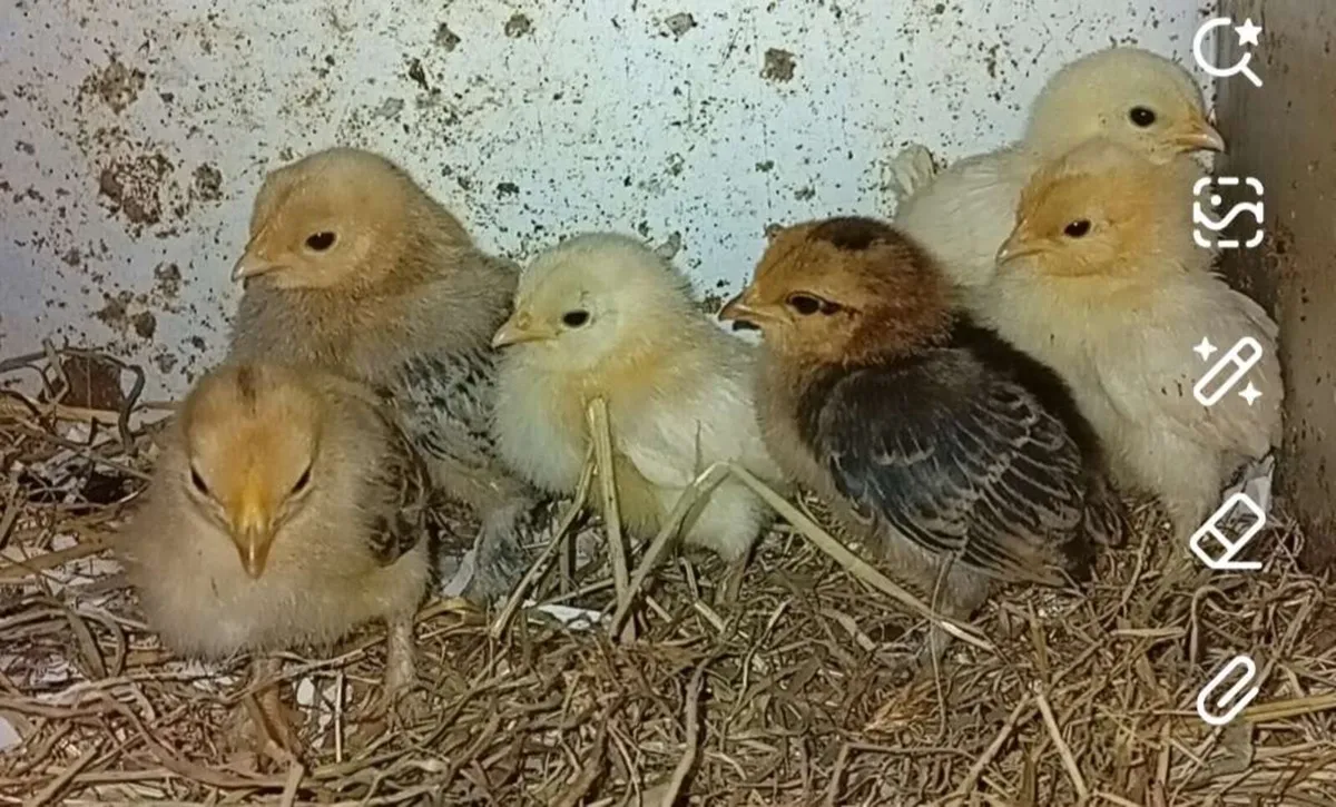 Ducklings and chicks - Image 1