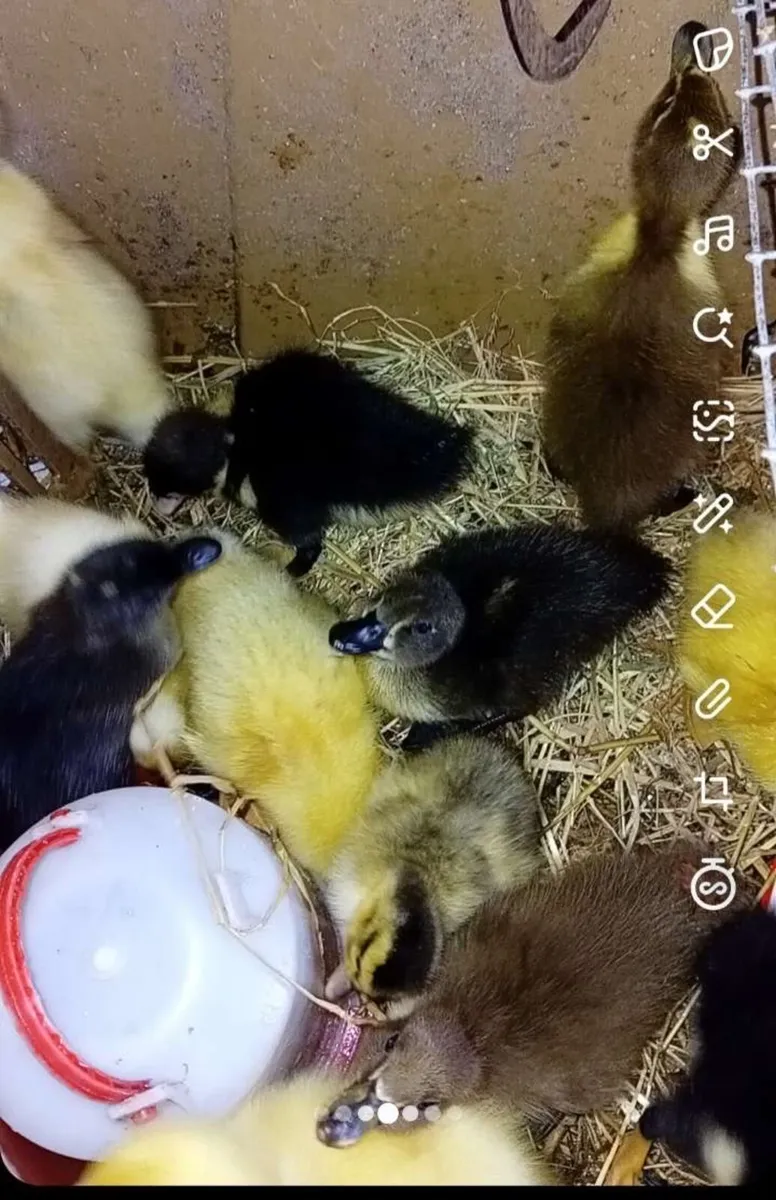 Ducklings and chicks - Image 2