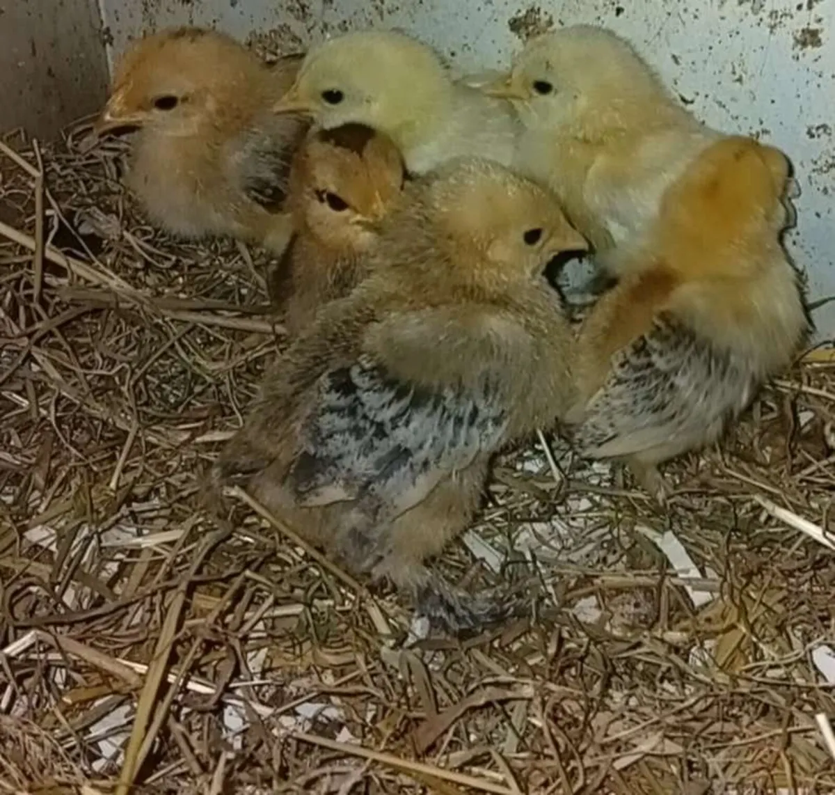 Ducklings and chicks - Image 3