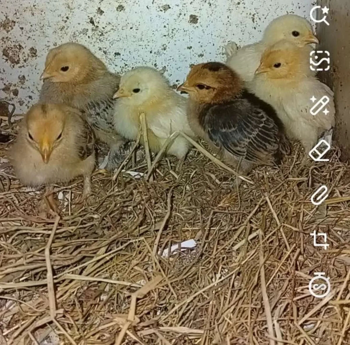Ducklings and chicks - Image 4