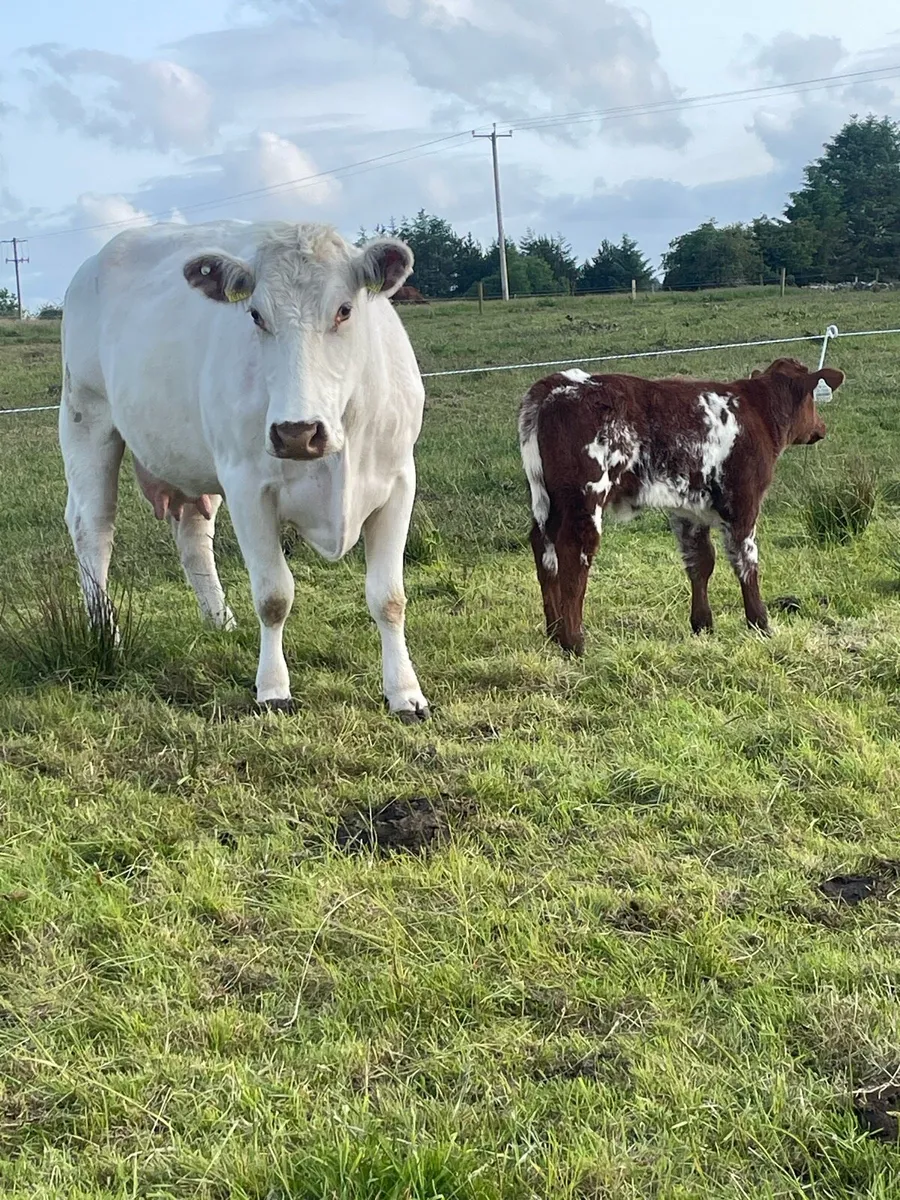 For sale 5 star cow and calf - Image 1