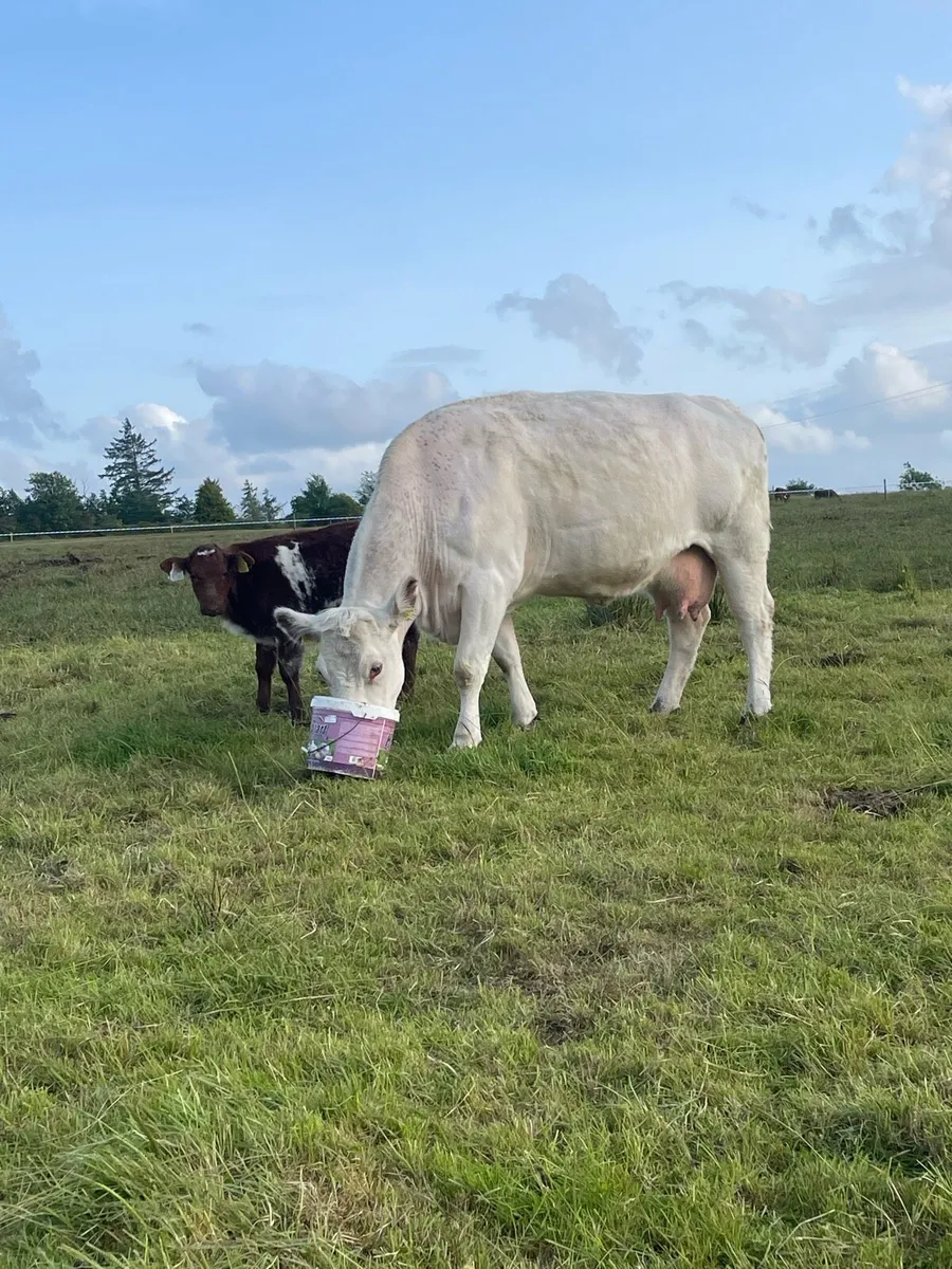For sale 5 star cow and calf - Image 2