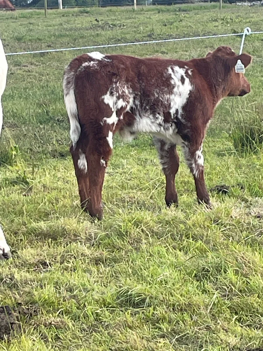 For sale 5 star cow and calf - Image 3