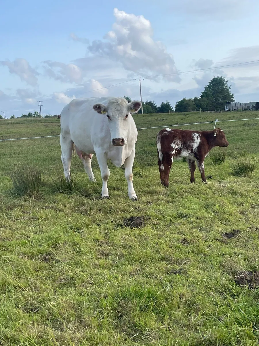For sale 5 star cow and calf - Image 4