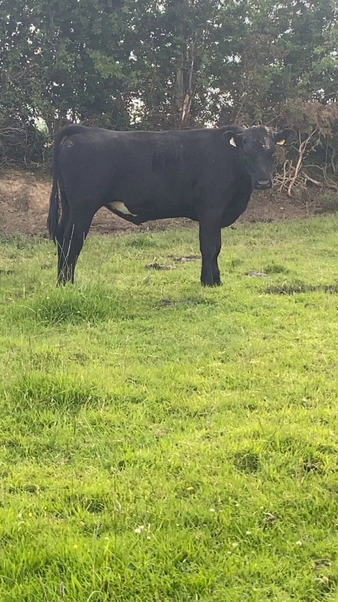 Angus bullolks for sale - Image 1