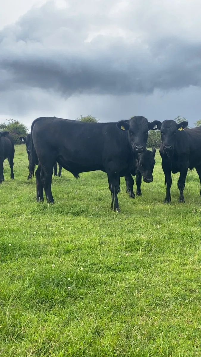 Angus bullolks for sale - Image 2