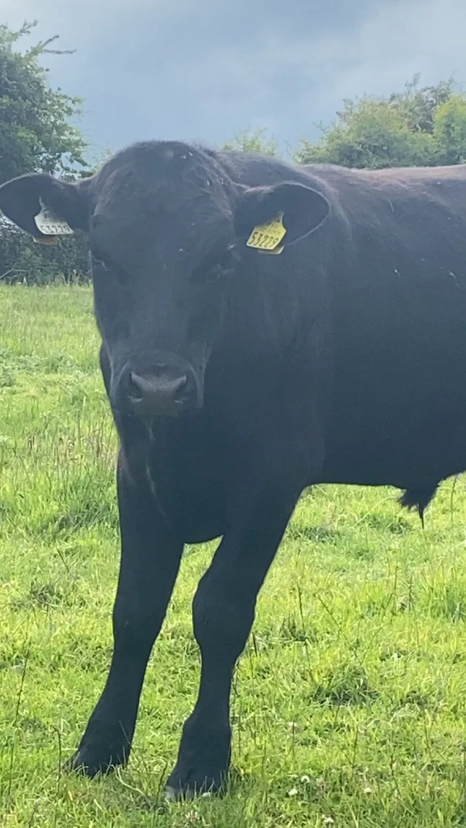 Angus bullolks for sale - Image 3