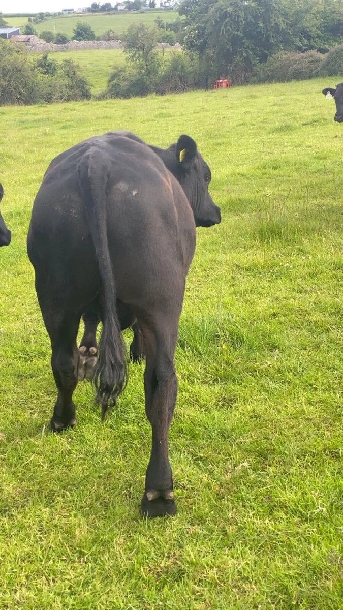 Angus bullolks for sale - Image 4