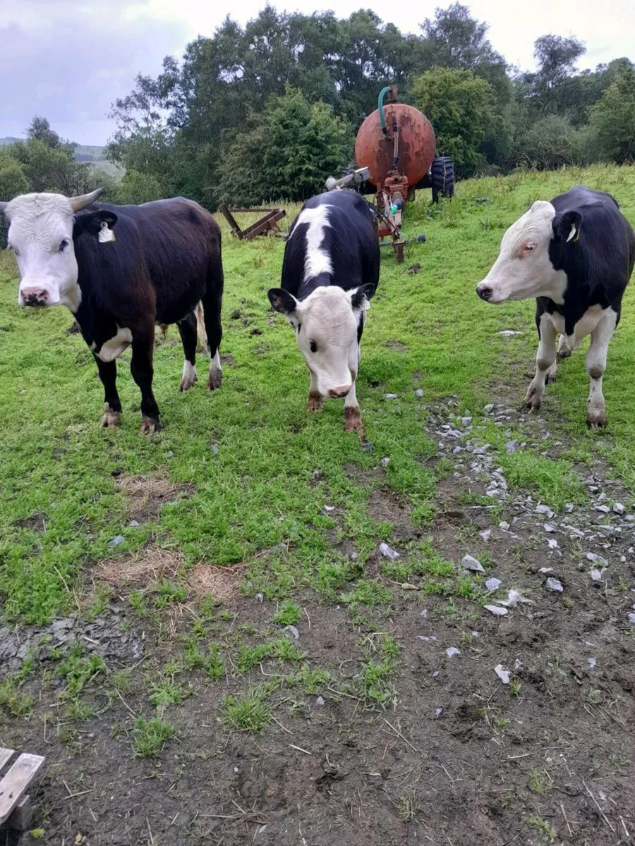 Cattle - Image 1